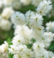 Blanc white