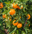 Orange 1